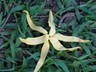 fleur YLANG